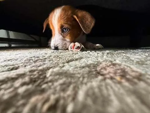 Nevada Pups: Coco thumbnail 3