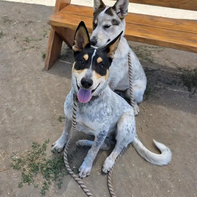 A young small-sized female Australian Cattle Dog / Blue Heeler dog named Melanie for adoption in Long Beach, CA