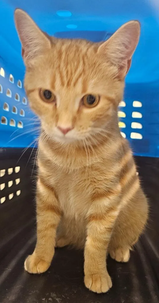 A young medium-sized male Domestic Short Hair cat named Lee Handerson for adoption in Athens, TN