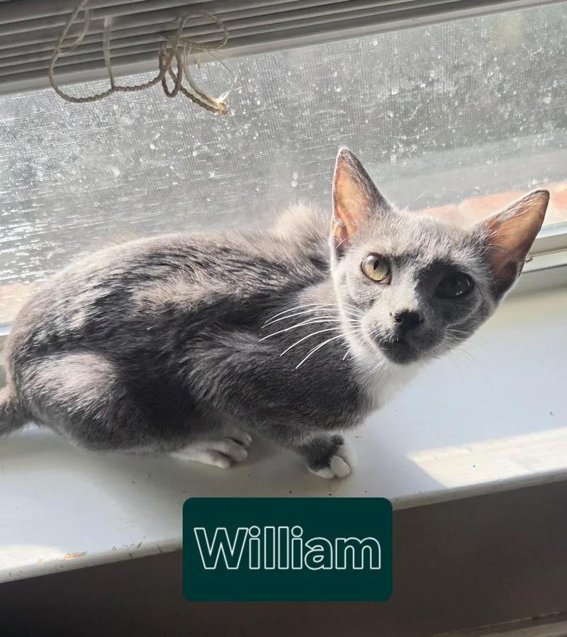 A young medium-sized male Gray / Blue / Silver Domestic Short Hair cat named William for adoption in McKinney, TX