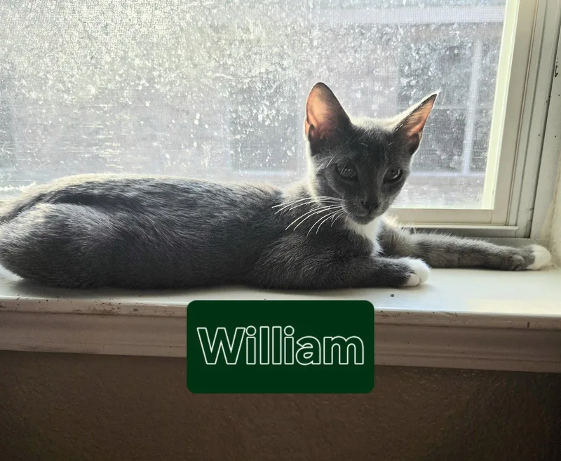 William thumbnail 2