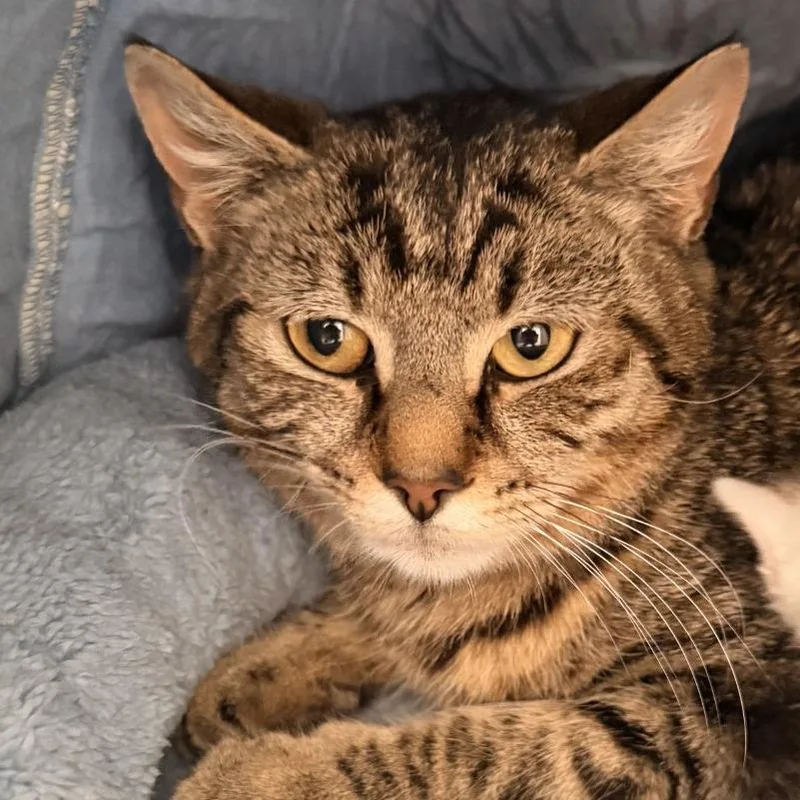 A young small-sized female Brown / Chocolate Domestic Short Hair cat named Jessie for adoption in Winchester, VA