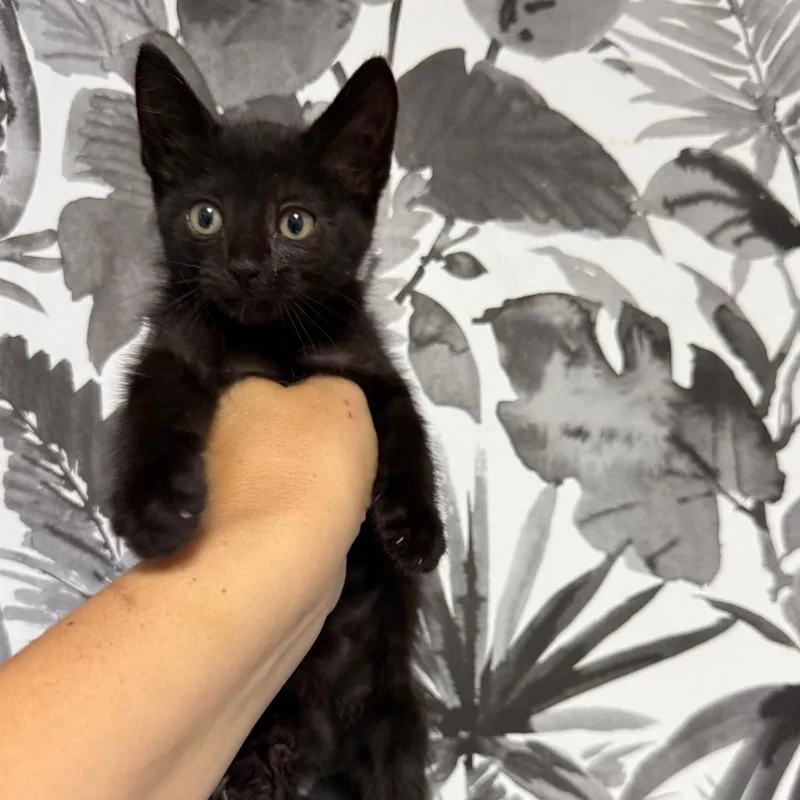 A baby small-sized male Black Domestic Short Hair cat named Naan for adoption in Wahiawa, HI