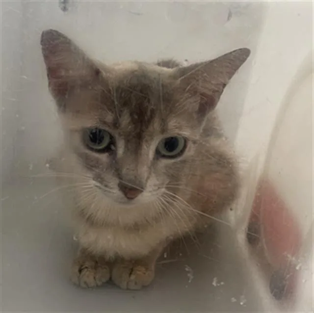 A young medium-sized female Domestic Short Hair cat named Brandy for adoption in Dallas, TX
