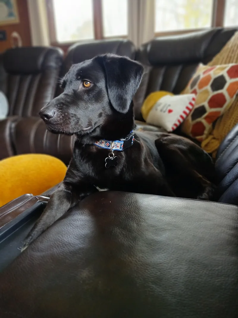 An adult medium-sized male Black Labrador Retriever dog named Clark for adoption in Hollis, NH