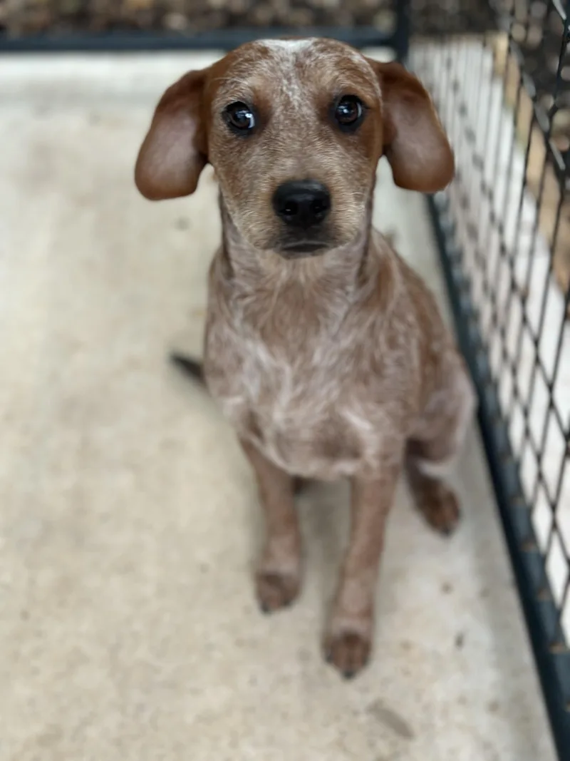 A young medium-sized male White / Cream Australian Cattle Dog / Blue Heeler dog named Frankie for adoption in Norfolk, MA