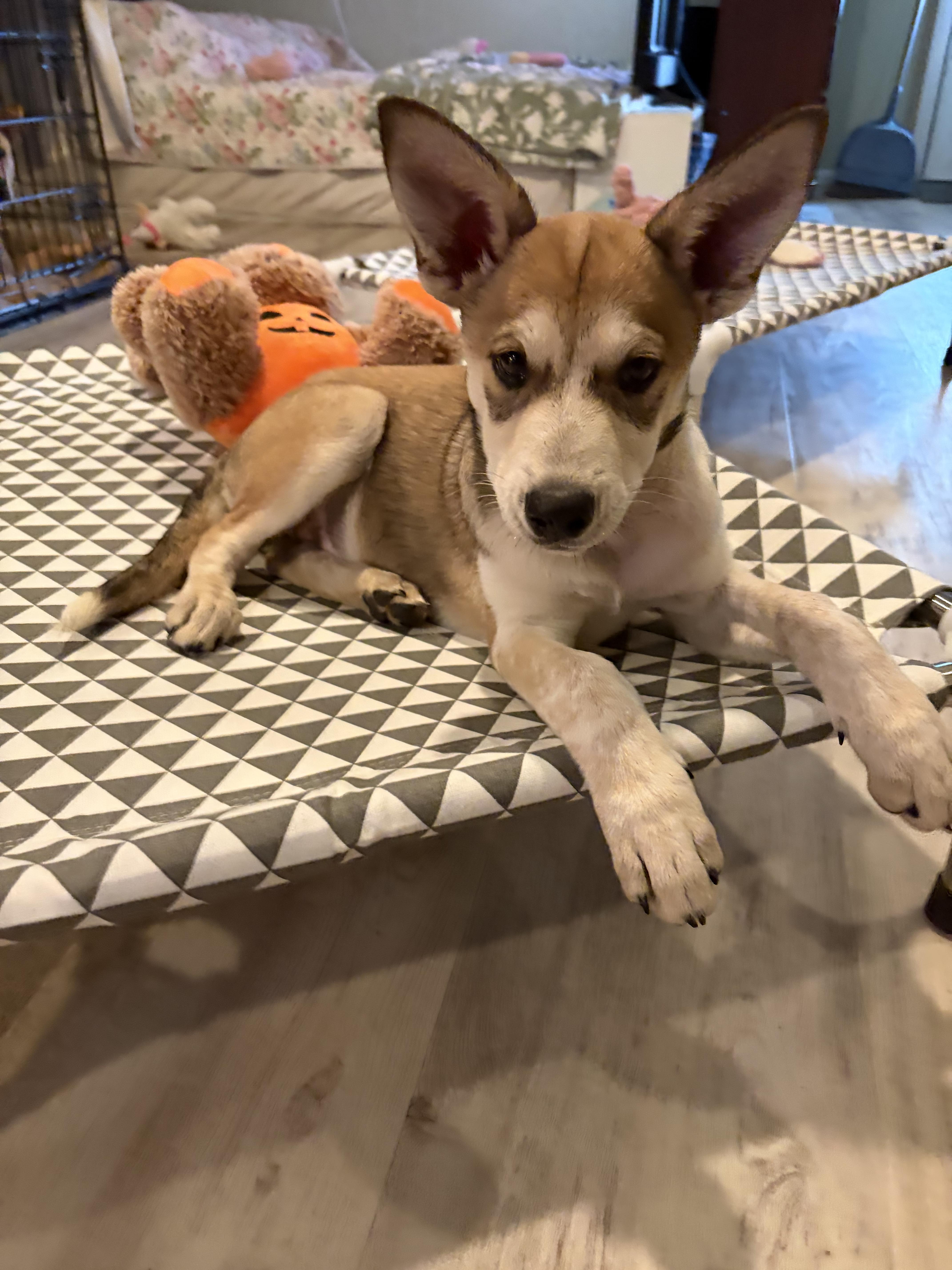 A baby medium-sized female Australian Cattle Dog / Blue Heeler dog named Candyland for adoption in Houston, TX