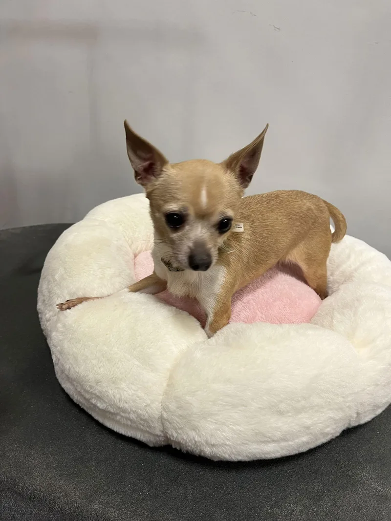 Van Gogh thumbnail 2