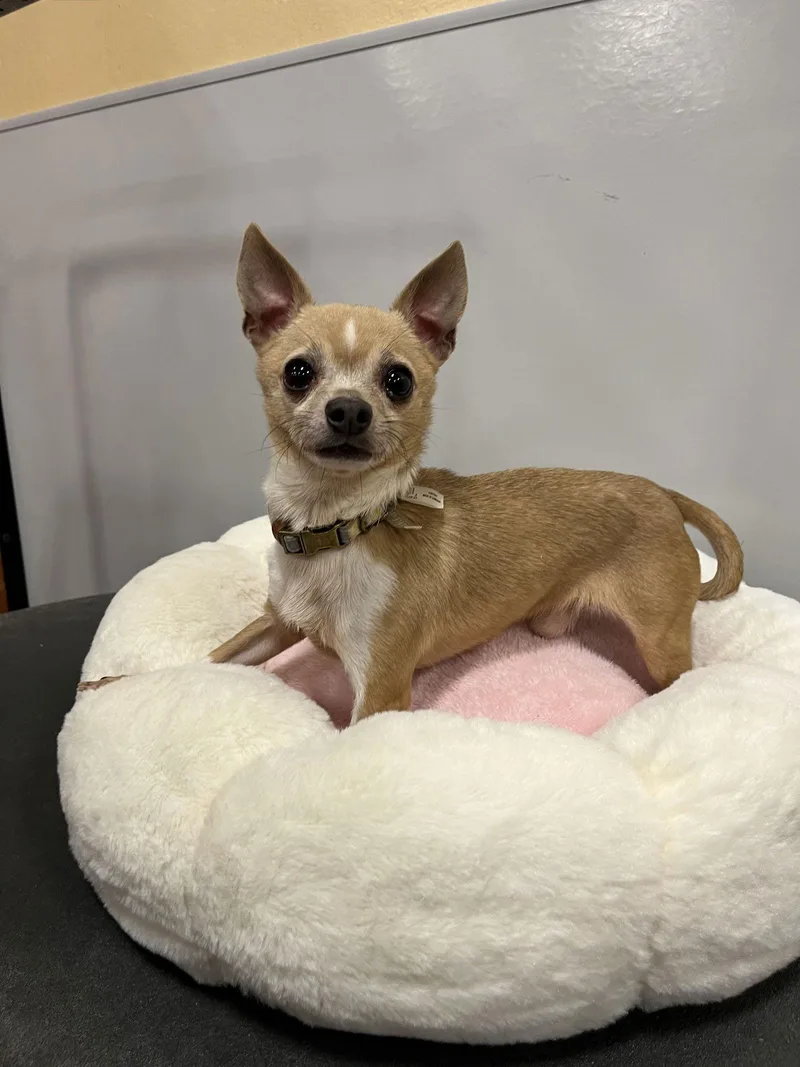 Van Gogh thumbnail 3