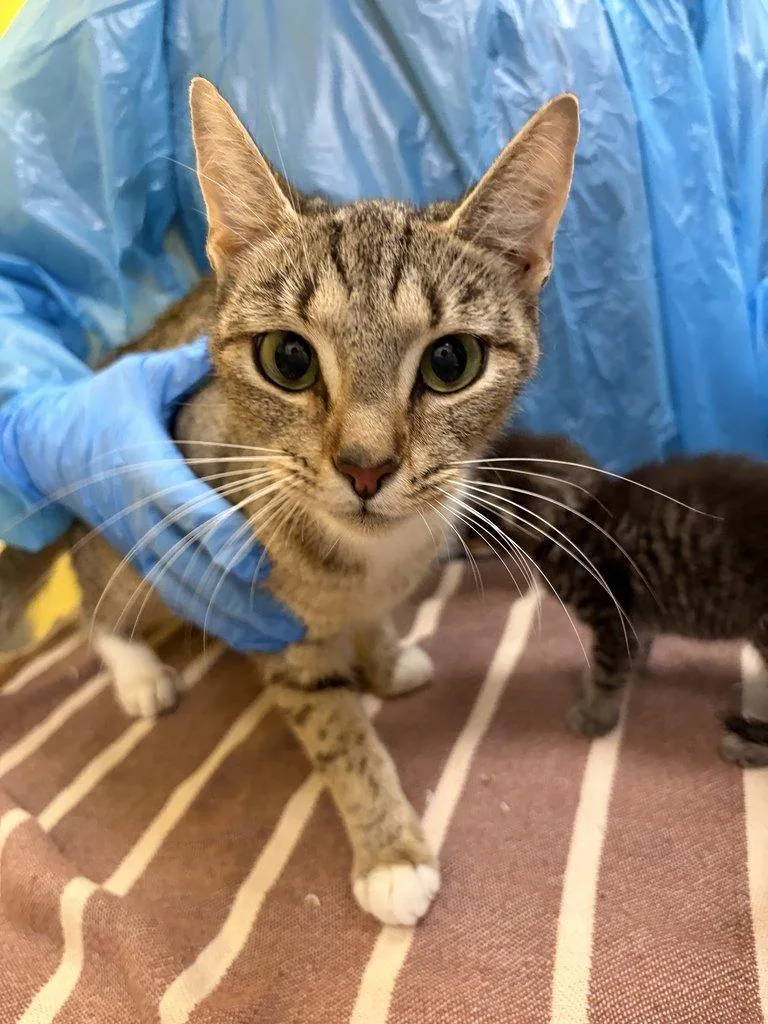 A young small-sized female Domestic Short Hair cat named Amelia for adoption in Raleigh, NC
