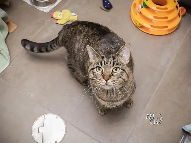 An adult small-sized female Domestic Medium Hair cat named Bootsie Calico for adoption in Omaha, NE