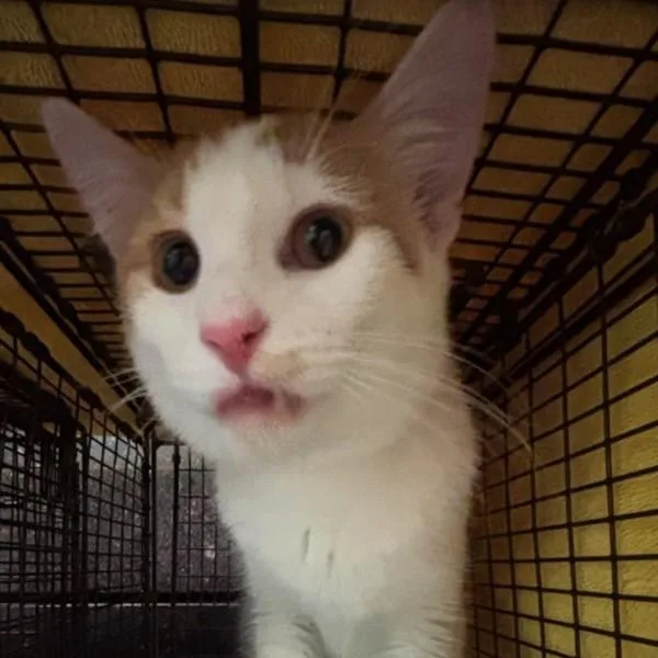 An adult small-sized male Domestic Short Hair cat named Cedar for adoption in Des Moines, IA