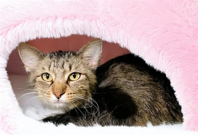 An adult medium-sized female Domestic Short Hair cat named Esme for adoption in Fort Lauderdale, FL