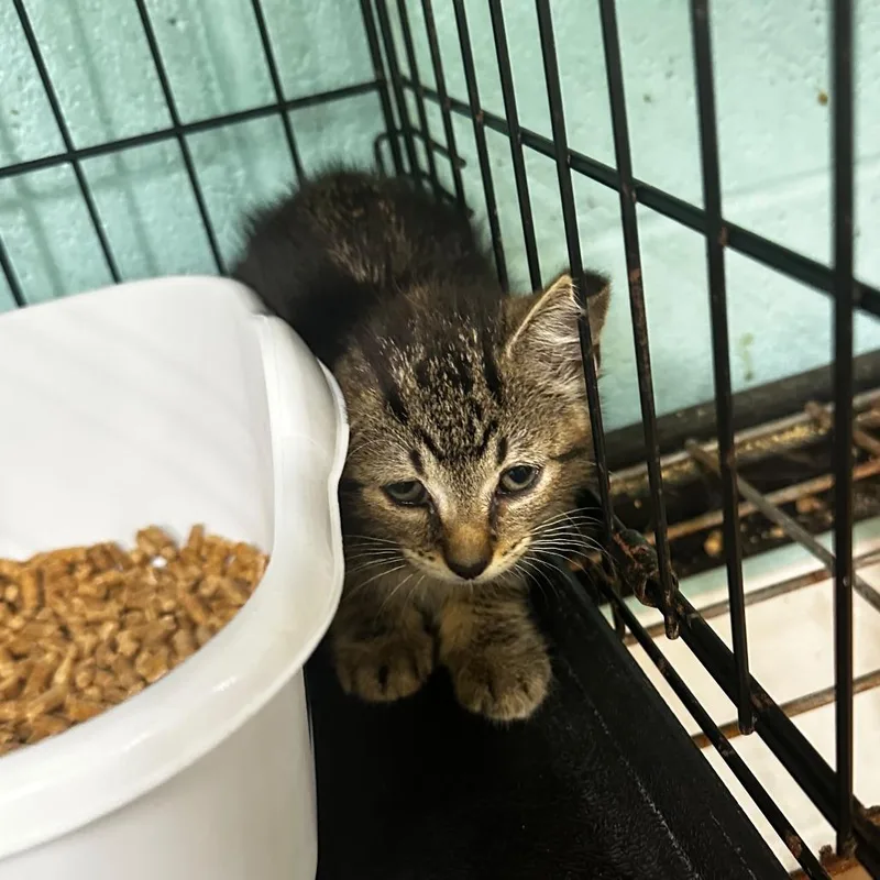 A baby small-sized female Brown / Chocolate Domestic Short Hair cat named Silver Surfer for adoption in Gadsden, AL
