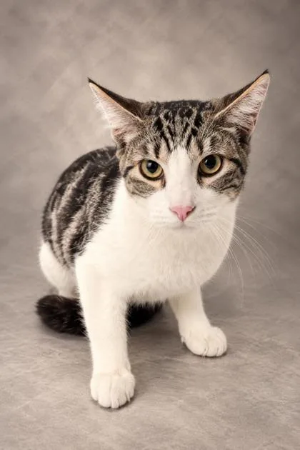 A baby medium-sized male Domestic Short Hair cat named Sammy for adoption in Fresno, CA