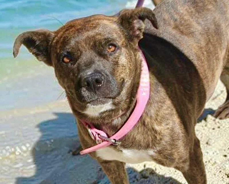 An adult large-sized female Brindle American Staffordshire Terrier dog named Rougepepper for adoption in Kingman, AZ