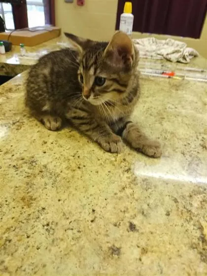 A baby small-sized male Domestic Medium Hair cat named Luis for adoption in Independence, MO