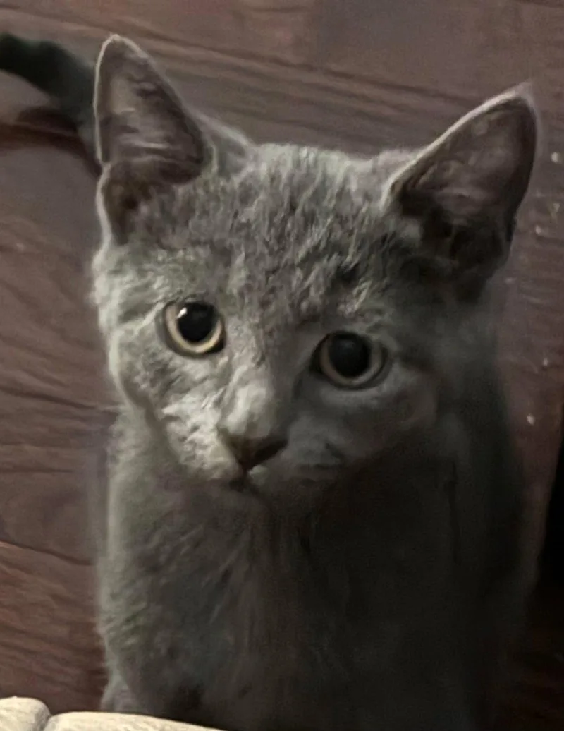 A baby medium-sized male Gray / Blue / Silver Domestic Short Hair cat named Hawke for adoption in Trenton, NJ