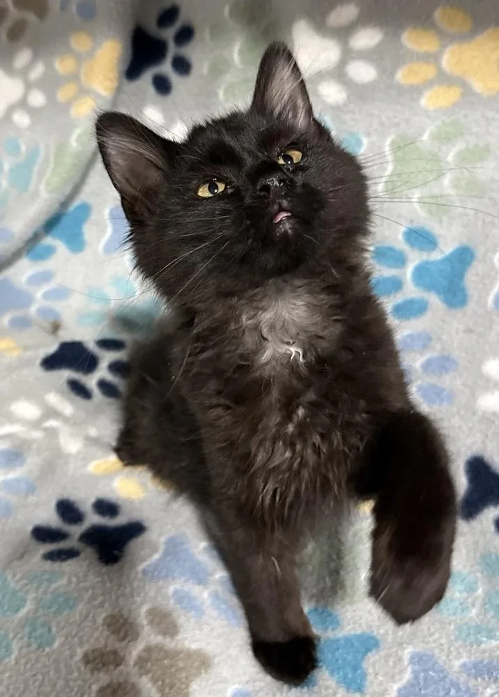 A baby small-sized male Black & White / Tuxedo Domestic Medium Hair cat named Tootsie Roll for adoption in Jackson, GA