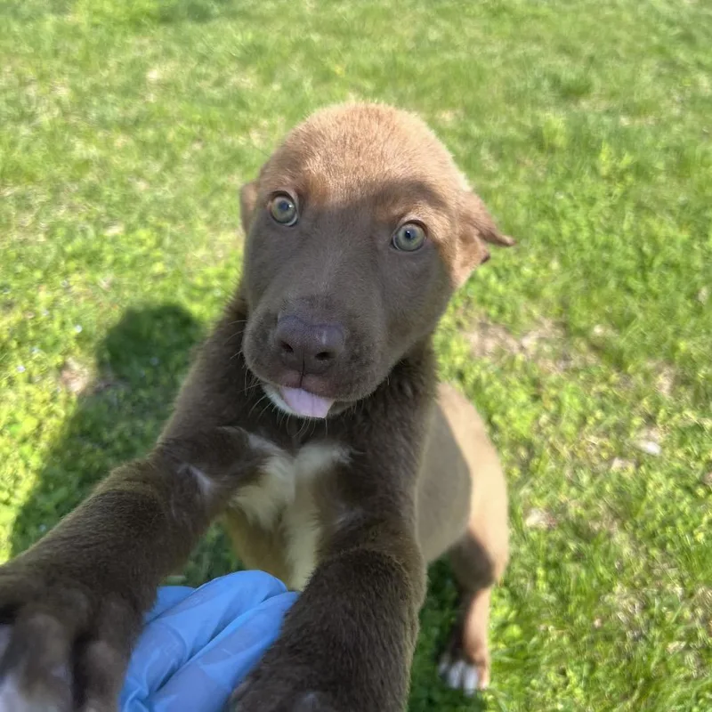 A baby medium-sized male Brown / Chocolate Labrador Retriever dog named Barley for adoption in Wilmington, DE