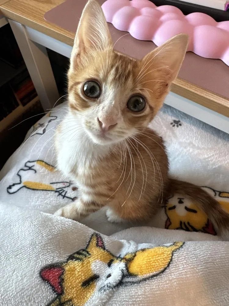 A baby small-sized male Orange & White Domestic Short Hair cat named Bob Vila for adoption in Dallas, TX