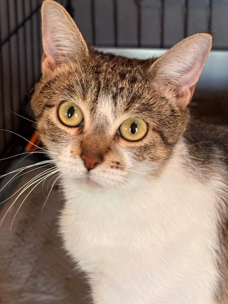 A young medium-sized female Domestic Short Hair cat named Elliana for adoption in Spring, TX