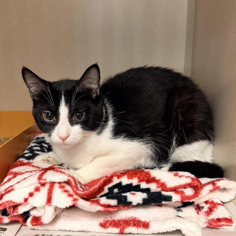 A young medium-sized female Black & White / Tuxedo Domestic Short Hair cat named Panda for adoption in Pottsville, PA