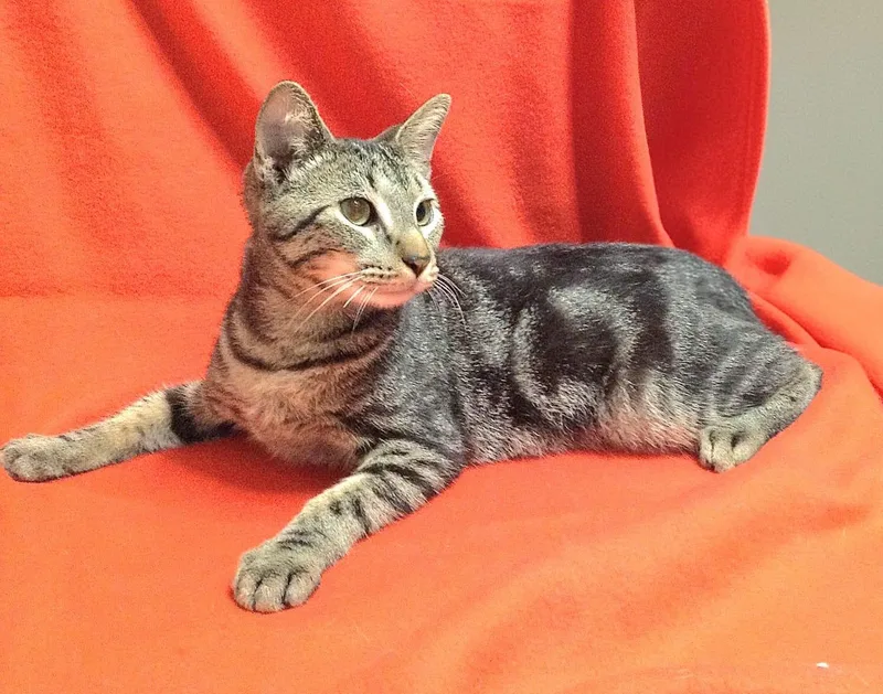 A young medium-sized male Tabby (Brown / Chocolate) Tabby cat named Marty for adoption in Miami, FL