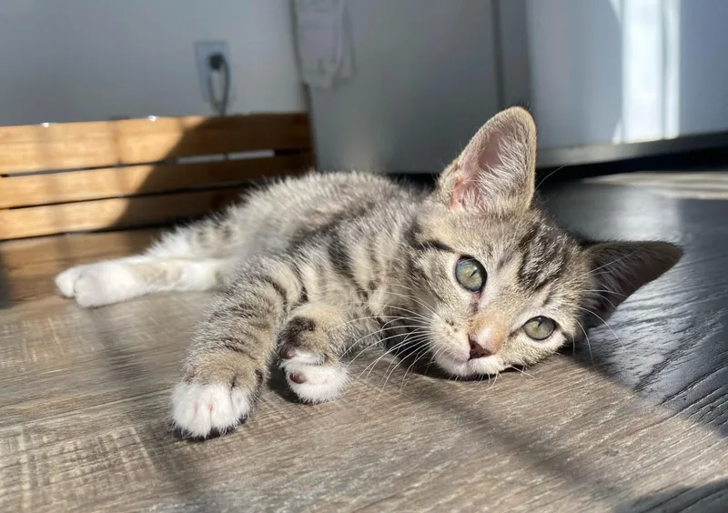A baby small-sized female Tabby (Brown / Chocolate) Tabby cat named Robin for adoption in Burbank, CA