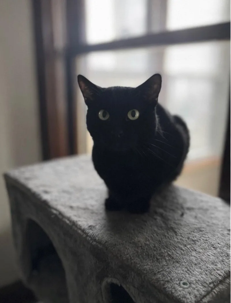 A young medium-sized male Black Domestic Short Hair cat named Nebraska for adoption in Somerville, MA