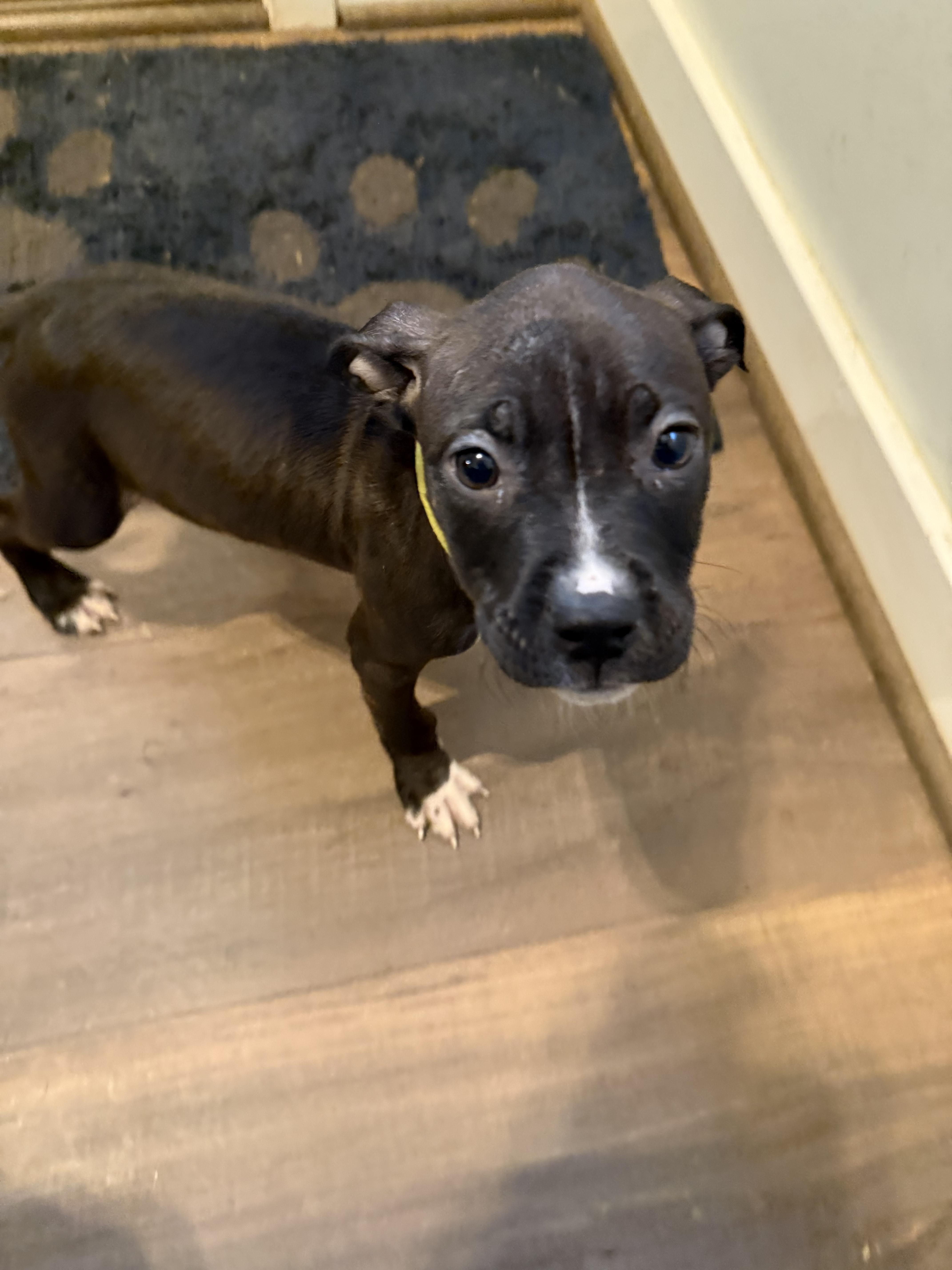 A baby medium-sized male Pit Bull Terrier dog named Odin for adoption in Alexandria, VA