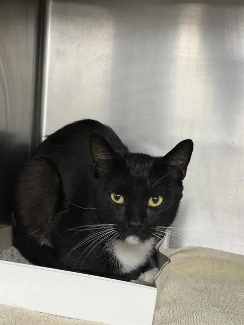 An adult medium-sized male Domestic Short Hair cat named Scotty for adoption in Pasadena, TX