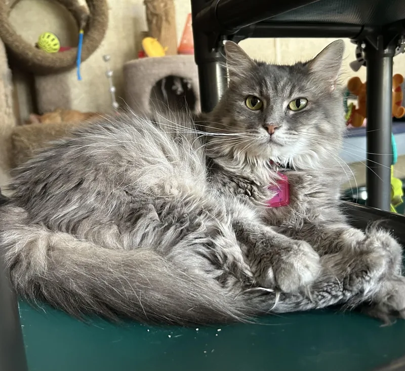 An adult medium-sized female Gray / Blue / Silver Domestic Long Hair cat named Morning Glory for adoption in La Salle, IL