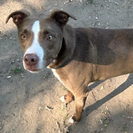 Duke