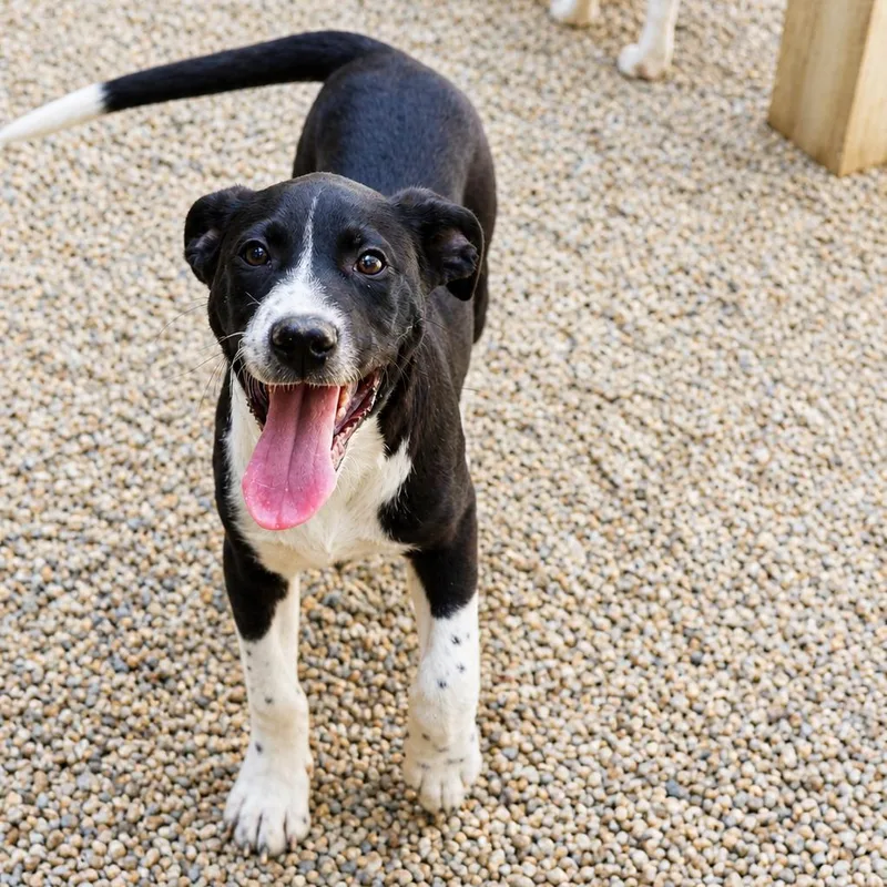 A baby medium-sized female Black Great Pyrenees dog named Bryn for adoption in Hopkinton, MA