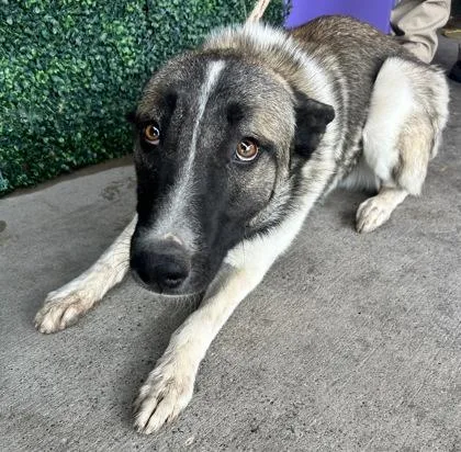 An adult medium-sized male Gray / Blue / Silver Siberian Husky dog named Parker for adoption in El Paso, TX