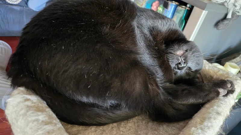 Spice  Not Spicy thumbnail 2