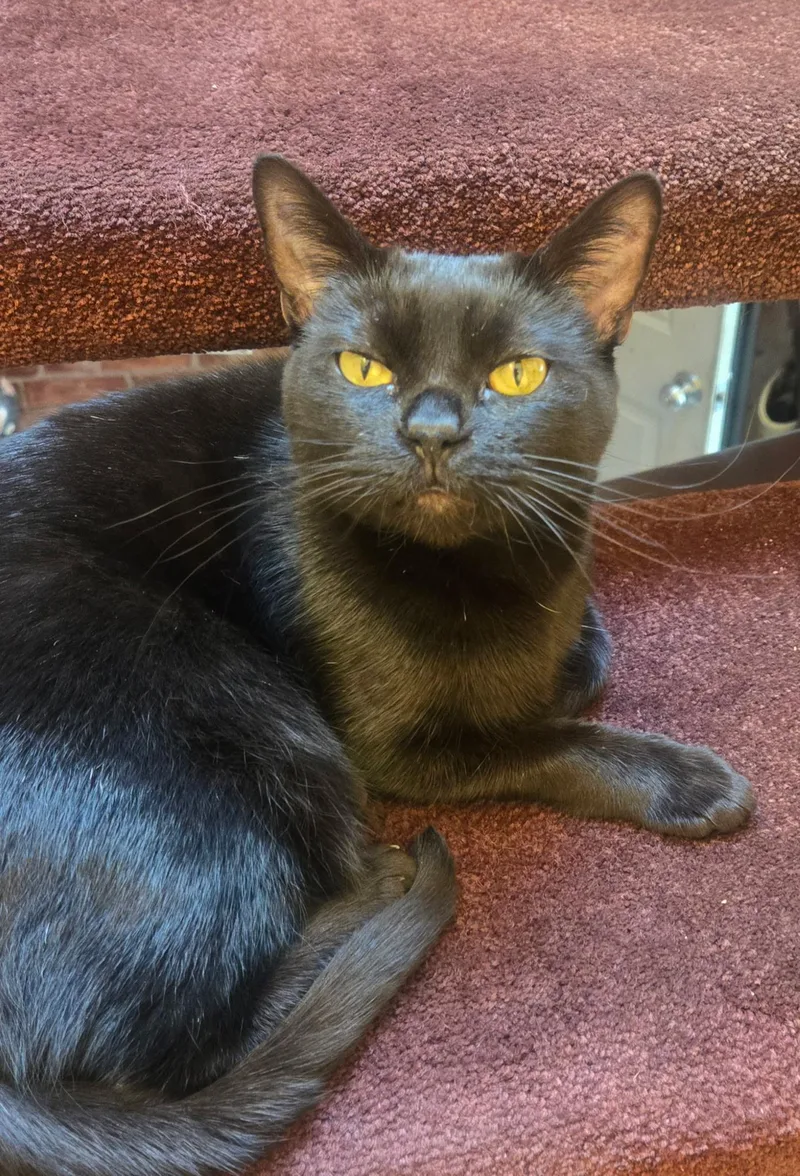 Spice  Not Spicy thumbnail 3