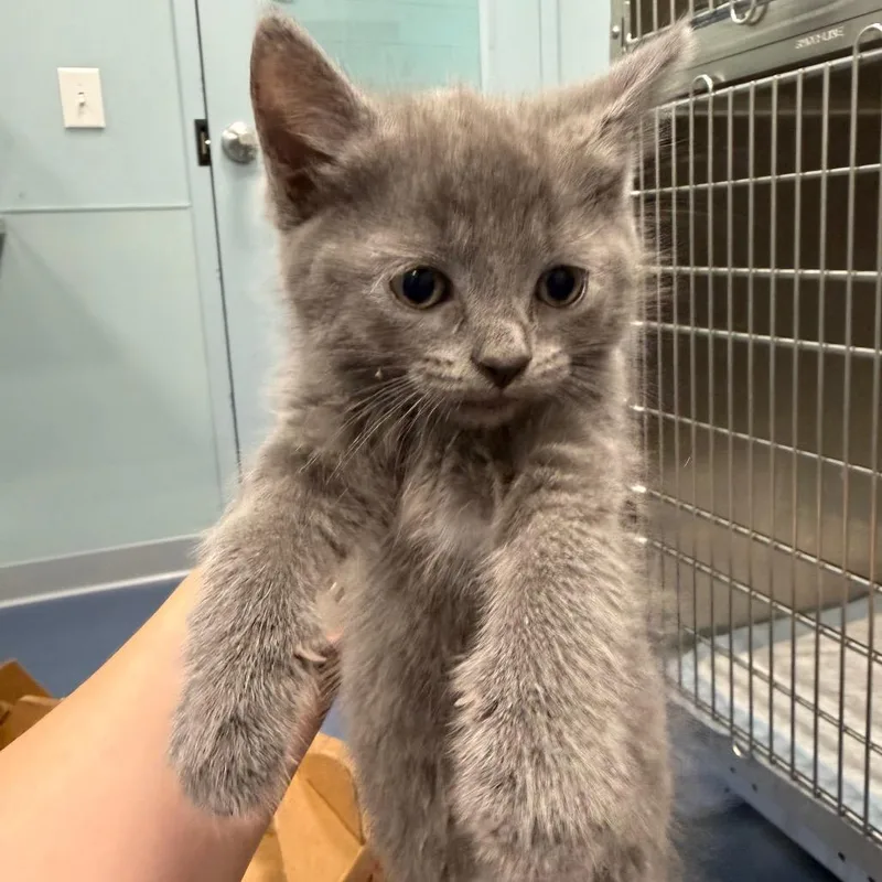 A baby small-sized male Gray / Blue / Silver Domestic Short Hair cat named Wiggles for adoption in Greensboro, NC