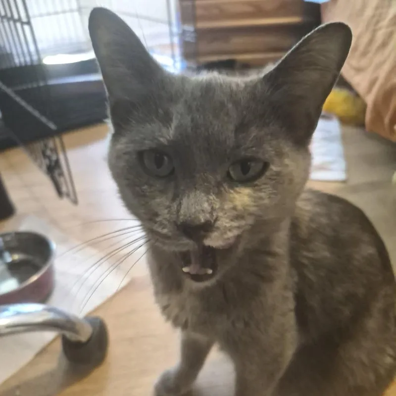 An adult medium-sized female Tortoiseshell Domestic Short Hair cat named Tulip for adoption in West Olive, MI