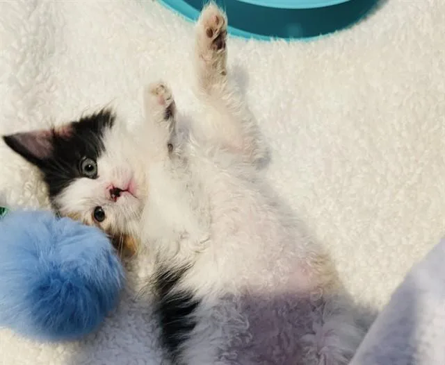 A baby small-sized female Domestic Long Hair cat named Amaretto for adoption in Tucson, AZ