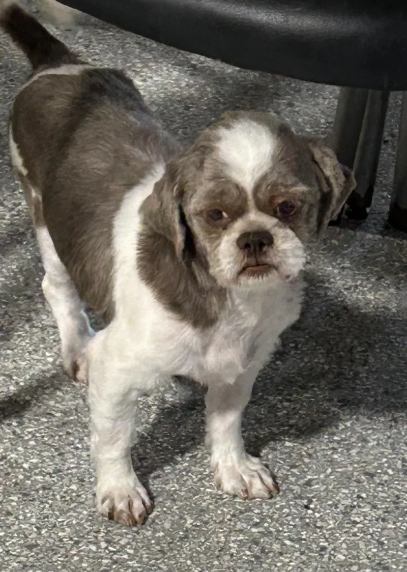 An adult small-sized male Gray / Blue / Silver Shih Tzu dog named Merle Lbs for adoption in Antwerp, OH