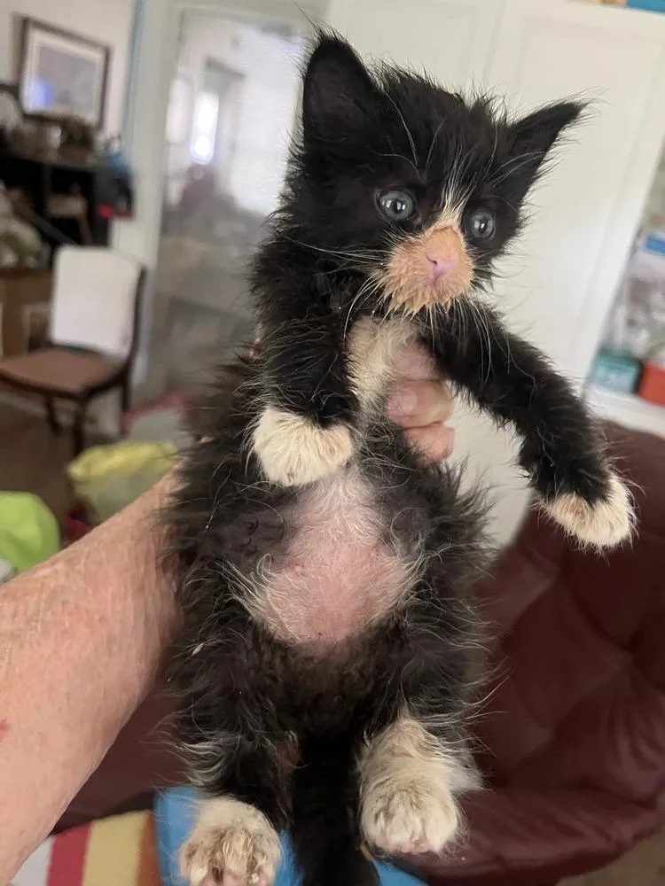 Sylvester