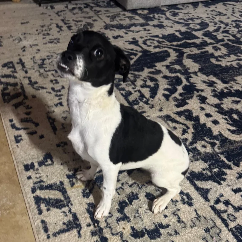 A young small-sized female White / Cream Jack Russell Terrier dog named Belena for adoption in Austell, GA