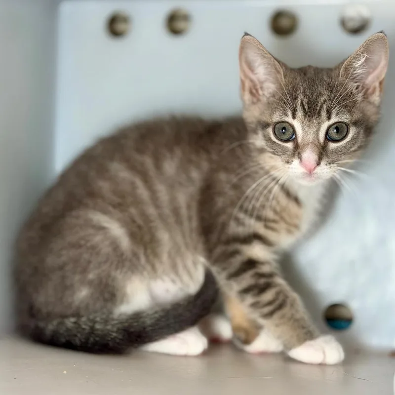 A baby small-sized female Gray / Blue / Silver Domestic Short Hair cat named Montauk for adoption in Bayside, NY