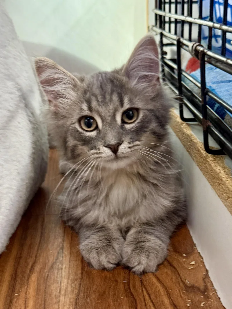 A young small-sized male Domestic Long Hair cat named Davidson for adoption in Ashland, OH