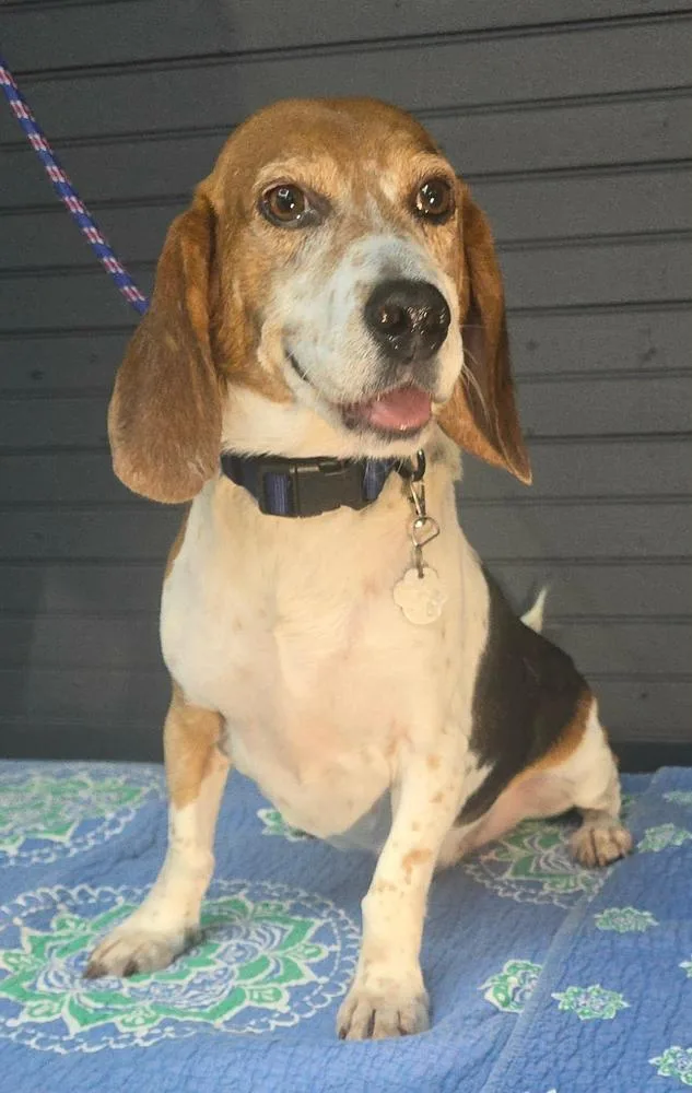 A senior medium-sized male White / Cream Beagle dog named Mallow for adoption in Manhattan, NY