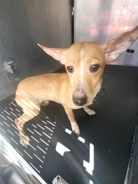 A young small-sized male Chihuahua dog named Tommy for adoption in San Antonio, TX