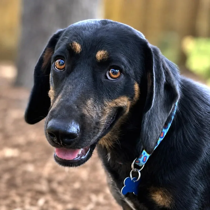 An adult medium-sized male Black Basset Hound dog named Harwood for adoption in Boerne, TX