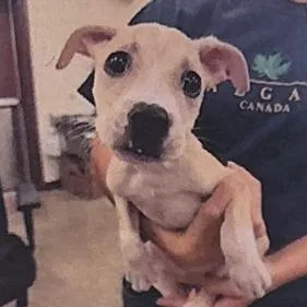 A baby small-sized male Brown / Chocolate Pit Bull Terrier dog named Lynex for adoption in Houston, TX